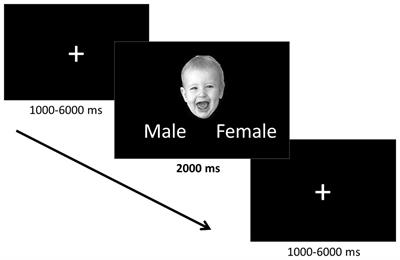 FMRI Study of Neural Responses to Implicit Infant Emotion in Anorexia Nervosa